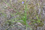 sterild Plantage ved Vejlerne, d. 07.08.2005. Bjarne Nielsen