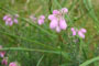 sterild Plantage ved Vejlerne, d. 07.08.2005. Bjarne Nielsen