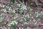 Oldenor, d. 15.02.2005. Bjarne Nielsen