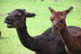 Alpaca, Givskud Zoo, d. 19.07.2004. Bjarne Nielsen