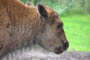 Bison-kalv Givskud Zoo, d. 19.07.2004. Bjarne Nielsen