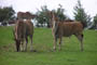 Elanantilope, Givskud Zoo, d. 19.07.2004. Bjarne Nielsen