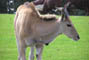 Elanantilope, Givskud Zoo, d. 19.07.2004. Bjarne Nielsen