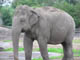 Indisk elefant, Givskud Zoo, d. 19.07.2004. Bjarne Nielsen