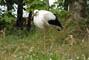 Hvid stork, Givskud Zoo, d. 19.07.2004. Bjarne Nielsen