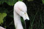 Lille flamingo, Givskud Zoo, d. 19.07.2004. Bjarne Nielsen