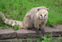 Nsebjrn, Givskud Zoo, d. 19.07.2004. Bjarne Nielsen