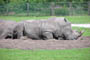 "Hvidt" nsehorn, Givskud Zoo, d. 19.07.2004. Bjarne Nielsen