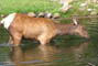 Wapiti, Givskud Zoo, d. 19.07.2004. Bjarne Nielsen