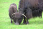 Yak-okse, Givskud Zoo, d. 19.07.2004. Bjarne Nielsen