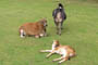 Zebu-kvgfamilie, Givskud Zoo, d. 19.07.2004. Bjarne Nielsen