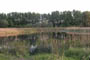 Prelitz See der rummede Isfugl, Flodsanger, Savisanger, 3 Drosselrrsangere samt Rdhovedet and han