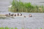 Bl.a. rastende han af Rdhovedet and samt par af Pibeand i de stlige fiskedamme i Boeker Mhle Fischteiche ved Mritz See, d. 25.05.2004. Bjarne Nielsen