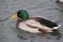Han, Snderborg Lystbdehavn, d. 14.01.2004. Bjarne Nielsen
