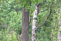 Han, Frslev Plantage, d. 14.06.2004. Bjarne Nielsen