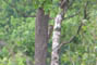 Han, Frslev Plantage, d. 14.06.2004. Bjarne Nielsen