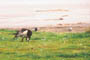 Hvidvinget terne, Margrethe Kog-syd, d. 24.07.2003. Svend Ove Jensen
