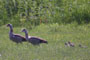 Par med 4 pulli, Ejsbl S, d. 31.05.2004. Erik M. Pedersen