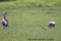 Par med 4 pulli, Ejsbl S, d. 31.05.2004. Erik M. Pedersen