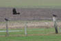 Harts, Kegns, d. 05.02.2004, Bjarne Nielsen