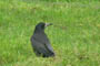 Krammarkskobbel ved Broager, d. 31.10.2004, Martin Jessen