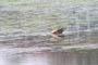 Hun er lige ved at lette, Tontoft Nakke, d. 02.05.2005. Bjarne Nielsen