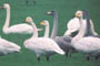 Familieflok ved Mintebjerg, Sydals, d. 23.12.2003. Svend Ove Jensen