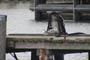Sildemge, 1K, Sassnitz fiskerihavn, Rgen, Tyskland, d. 17.10.2003