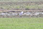 Harts, Kegns, d. 19.05.2005. Bjarne Nielsen