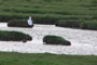 Bygholmengene, Vejlerne, d. 06.08.2005. Bjarne Nielsen