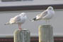Stormmge og Httemge. Ad. i vinterdragt, Snderborg Lystbdehavn, d. 26.01.2005. Bjarne Nielsen