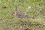 n af 3 Toplrker p grsplne i Parchin, Tyskland, d. 24.05.2004. Bjarne Nielsen