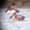 Hybrid Taffeland X Troldand, Oldenor, d. 31.januar 2005. Bjarne Nielsen