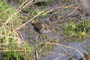 Nordborg S, d. 09.03.2005. Bjarne Nielsen