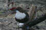 Christiandal ved Trning, d. 02.01.2006. Svend Ove Jensen