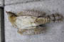 Ddfunden i parcelhushave i Egernsund, d. 26.04.2004. Orla Jessen
